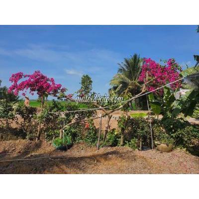 Cây Cảnh, Đồ Trang Trí Huyện Vĩnh Thạnh - Cần Thơ Hoa Giấy Tàn Bay 4 Mét Gác Cổng Tốt Cây Cảnh, Đồ Trang Trí Huyện Vĩnh Thạnh - Cần Thơ Hoa Giấy Tàn Bay 4 Mét Gác Cổng Tốt