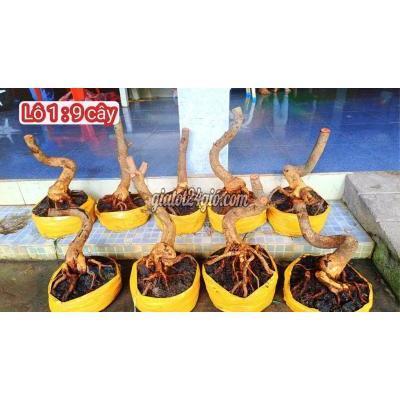 Cây Cảnh, Đồ Trang Trí Thành Phố Biên Hòa - Đồng Nai Mai Phôi H14 - H19 Cây Cảnh, Đồ Trang Trí Thành Phố Biên Hòa - Đồng Nai Mai Phôi H14 - H19