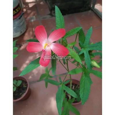 Cây Cảnh, Đồ Trang Trí Quận Đống Đa - Hà Nội Cây Sâm Bố Chính Cây Cảnh, Đồ Trang Trí Quận Đống Đa - Hà Nội Cây Sâm Bố Chính