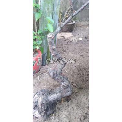 Cây Cảnh, Đồ Trang Trí Huyện Thăng Bình - Quảng Nam Cây Phi Lao Bon Sai Cây Cảnh, Đồ Trang Trí Huyện Thăng Bình - Quảng Nam Cây Phi Lao Bon Sai