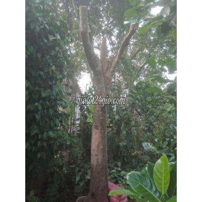 Cây Cảnh, Đồ Trang Trí Huyện Mộ Đức - Quảng Ngãi Cần Bán Cây Khế Chua Hơn 20 Năm Cây Cảnh, Đồ Trang Trí Huyện Mộ Đức - Quảng Ngãi Cần Bán Cây Khế Chua Hơn 20 Năm