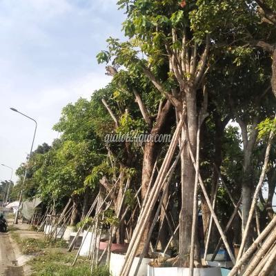 Cây Cảnh, Đồ Trang Trí Huyện Bình Chánh - Hồ Chí Minh Vườn Cây Cảnh Miền Tây Kính Chào Quýh. Cây Cảnh, Đồ Trang Trí Huyện Bình Chánh - Hồ Chí Minh Vườn Cây Cảnh Miền Tây Kính Chào Quýh.