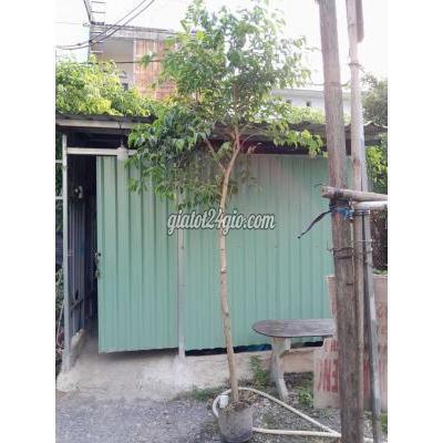 Cây Cảnh, Đồ Trang Trí Quận 12 - Hồ Chí Minh Cây Xanh Cao 3m Cây Cảnh, Đồ Trang Trí Quận 12 - Hồ Chí Minh Cây Xanh Cao 3m
