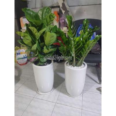 Cây Cảnh, Đồ Trang Trí Quận Gò Vấp - Hồ Chí Minh 650k Bao Ship Cây Cảnh, Đồ Trang Trí Quận Gò Vấp - Hồ Chí Minh 650k Bao Ship