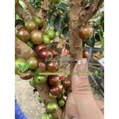 Cây Cảnh, Đồ Trang Trí Quận 12 - Hồ Chí Minh Nho Thân Gỗ 12 Vụ Đang Trái Cây Cảnh, Đồ Trang Trí Quận 12 - Hồ Chí Minh Nho Thân Gỗ 12 Vụ Đang Trái