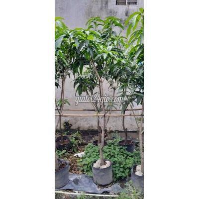 Cây Cảnh, Đồ Trang Trí Quận 12 - Hồ Chí Minh Xoài Đài Loan Cây Cảnh, Đồ Trang Trí Quận 12 - Hồ Chí Minh Xoài Đài Loan