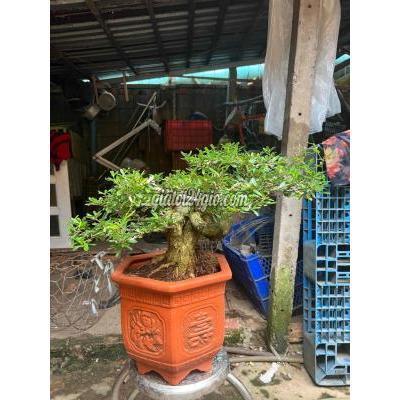 Cây Cảnh, Đồ Trang Trí Huyện Củ Chi - Hồ Chí Minh Linh Sam Hoành Bài Xương Râm Mịn Cây Cảnh, Đồ Trang Trí Huyện Củ Chi - Hồ Chí Minh Linh Sam Hoành Bài Xương Râm Mịn