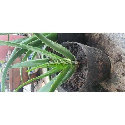 Cây Cảnh, Đồ Trang Trí Quận 12 - Hồ Chí Minh Thanh Lý Vài Chậu Nha Đam Cây Cảnh, Đồ Trang Trí Quận 12 - Hồ Chí Minh Thanh Lý Vài Chậu Nha Đam