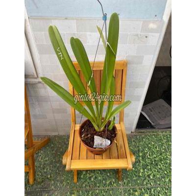 Cây Cảnh, Đồ Trang Trí Quận 12 - Hồ Chí Minh Chậu Vtn Và Tuyết Ngọc Cây Cảnh, Đồ Trang Trí Quận 12 - Hồ Chí Minh Chậu Vtn Và Tuyết Ngọc