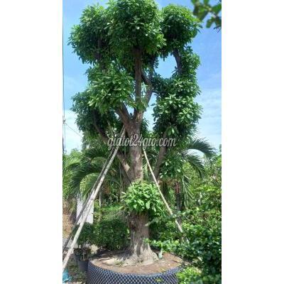 Cây Cảnh, Đồ Trang Trí Quận 12 - Hồ Chí Minh Lộc Vừng Gốc To,đế Đẹp(hoành Gần 200) Cây Cảnh, Đồ Trang Trí Quận 12 - Hồ Chí Minh Lộc Vừng Gốc To,đế Đẹp(hoành Gần 200)