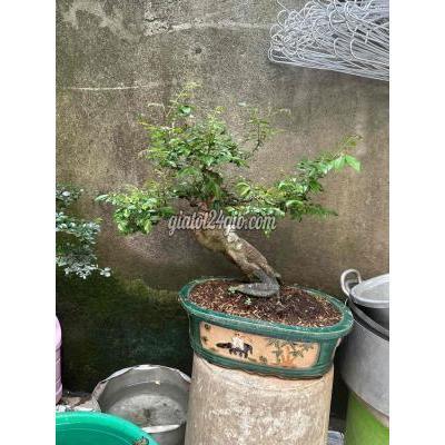 Cây Cảnh, Đồ Trang Trí Huyện Củ Chi - Hồ Chí Minh Khế Kiểng Hoành Tàn Bay Đẹp Cây Cảnh, Đồ Trang Trí Huyện Củ Chi - Hồ Chí Minh Khế Kiểng Hoành Tàn Bay Đẹp