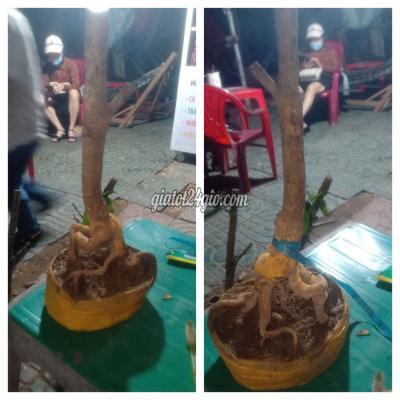 Cây Cảnh, Đồ Trang Trí Huyện Châu Thành - Trà Vinh Mai Phôi Mai Tàn Giá Vài Xị Cây Cảnh, Đồ Trang Trí Huyện Châu Thành - Trà Vinh Mai Phôi Mai Tàn Giá Vài Xị