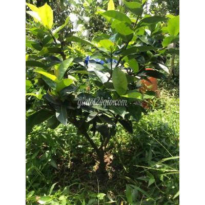 Cây Cảnh, Đồ Trang Trí Huyện Bình Tân - Vĩnh Long Mỹ Hồng 2 Năm Tuổi Cây Cảnh, Đồ Trang Trí Huyện Bình Tân - Vĩnh Long Mỹ Hồng 2 Năm Tuổi