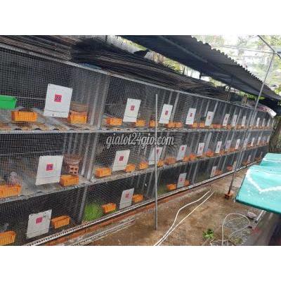 Chim Huyện Châu Thành - Bến Tre Cung Cấp Cu Gáy Malai-thailan-cam Và Chim Cảnh Chim Huyện Châu Thành - Bến Tre Cung Cấp Cu Gáy Malai-thailan-cam Và Chim Cảnh