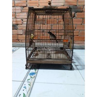 Chim Thành Phố Thủ Dầu Một - Bình Dương Chim Chào Mào Chim Thành Phố Thủ Dầu Một - Bình Dương Chim Chào Mào
