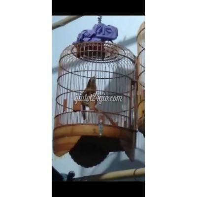 Chim Huyện Phong Điền - Cần Thơ Hoa Mi Thuần 3 Mùa Chim Huyện Phong Điền - Cần Thơ Hoa Mi Thuần 3 Mùa