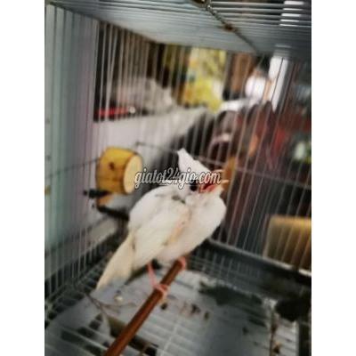 Chim Quận Cẩm Lệ - Đà Nẵng Bạch Tinh 2 Tháng Tuổi Cho Ae Nào Đam Mê Chim Quận Cẩm Lệ - Đà Nẵng Bạch Tinh 2 Tháng Tuổi Cho Ae Nào Đam Mê