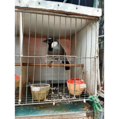 Chim Quận Hai Bà Trưng - Hà Nội Khướu Bạc Má