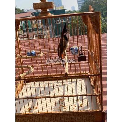 Chim Quận Cầu Giấy - Hà Nội Combo Lồng Tre Triện Và Chào Mào 3 Vụ Cafe Tốt