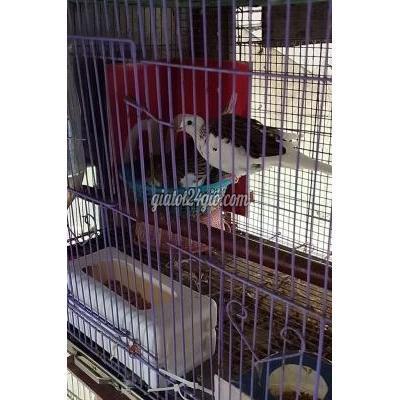 Chim Quận Bắc Từ Liêm - Hà Nội Chim Cu Gáy Thái Vẩy Rồng Chim Quận Bắc Từ Liêm - Hà Nội Chim Cu Gáy Thái Vẩy Rồng