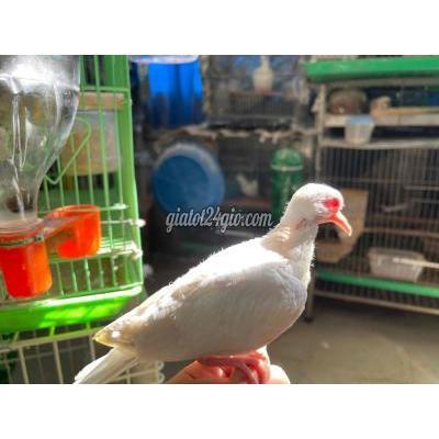 Chim Quận 10 - Hồ Chí Minh 1 Cặp Tặng 1 Cặp 500ca Chim Quận 10 - Hồ Chí Minh 1 Cặp Tặng 1 Cặp 500ca