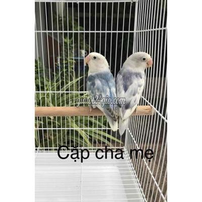 Chim Quận 5 - Hồ Chí Minh Cặp Lovebird Có Viền Đã Sinh Sản Chim Quận 5 - Hồ Chí Minh Cặp Lovebird Có Viền Đã Sinh Sản