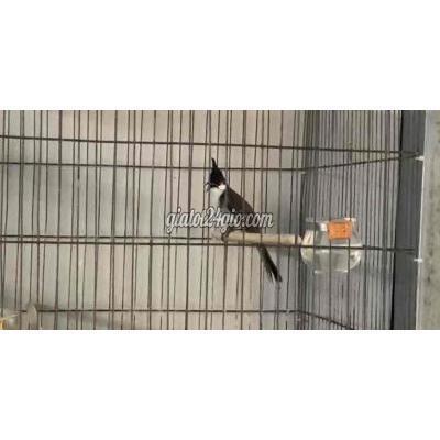 Chim Thành Phố Thủ Đức - Hồ Chí Minh Bổ Lân Bộ Khủng Chim Thành Phố Thủ Đức - Hồ Chí Minh Bổ Lân Bộ Khủng