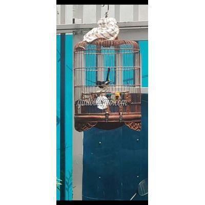 Chim Quận Gò Vấp - Hồ Chí Minh Bộ Chìa Vôi Chim Quận Gò Vấp - Hồ Chí Minh Bộ Chìa Vôi