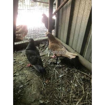 Chim Thành Phố Thủ Đức - Hồ Chí Minh Cặp Mái Bồ Cấu Nâu Sắp Đẻ So Đen Chim Tơ Biết Ăn Chim Thành Phố Thủ Đức - Hồ Chí Minh Cặp Mái Bồ Cấu Nâu Sắp Đẻ So Đen Chim Tơ Biết Ăn
