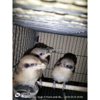 Chim Quận 5 - Hồ Chí Minh 3 Em Bách Thanh Miền Bắc 500k Chim Quận 5 - Hồ Chí Minh 3 Em Bách Thanh Miền Bắc 500k