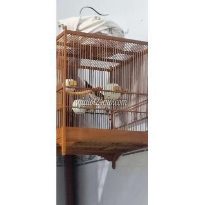 Chim Huyện Hóc Môn - Hồ Chí Minh Chào Mào