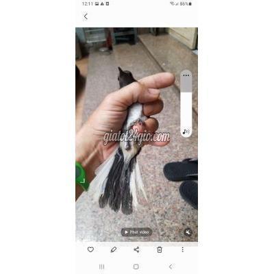 Chim Quận Tân Bình - Hồ Chí Minh Mái Chìa Vôi To Chà Bá Đ 9cm Chim Quận Tân Bình - Hồ Chí Minh Mái Chìa Vôi To Chà Bá Đ 9cm