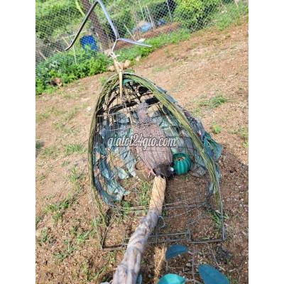 Chim Quận Gò Vấp - Hồ Chí Minh Cu Gáy Mồi Cây Hơn Năm Lồng Chim Quận Gò Vấp - Hồ Chí Minh Cu Gáy Mồi Cây Hơn Năm Lồng