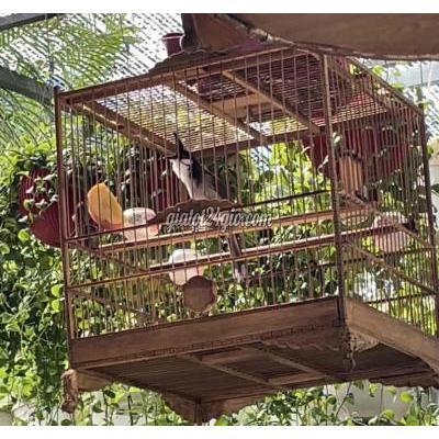 Chim Huyện Hóc Môn - Hồ Chí Minh Chào Mào Siêu Ché, Xoè Mềm