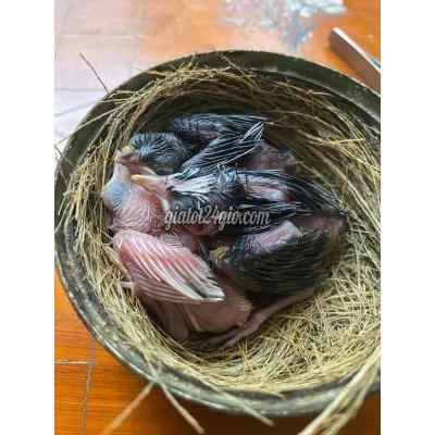 Chim Quận 10 - Hồ Chí Minh Indo 50 Bông Nhẹ Và Bạch Chim Quận 10 - Hồ Chí Minh Indo 50 Bông Nhẹ Và Bạch