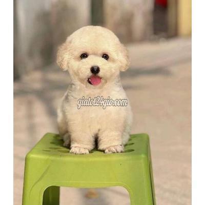 Chó Thành Phố Bến Tre - Bến Tre Chó Poodle Trắng Bé Đực Chó Thành Phố Bến Tre - Bến Tre Chó Poodle Trắng Bé Đực