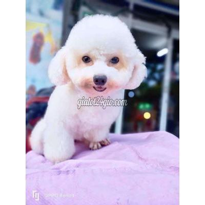 Chó Thành Phố Thủ Dầu Một - Bình Dương Bé Poodle Trắng Cái 8 Tháng Tuổi Dhthuong Chó Thành Phố Thủ Dầu Một - Bình Dương Bé Poodle Trắng Cái 8 Tháng Tuổi Dhthuong
