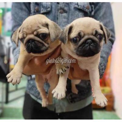 Chó Thành Phố Thủ Dầu Một - Bình Dương Chó Pug Mặt Xệ Đáng Yêu Hh Chó Thành Phố Thủ Dầu Một - Bình Dương Chó Pug Mặt Xệ Đáng Yêu Hh