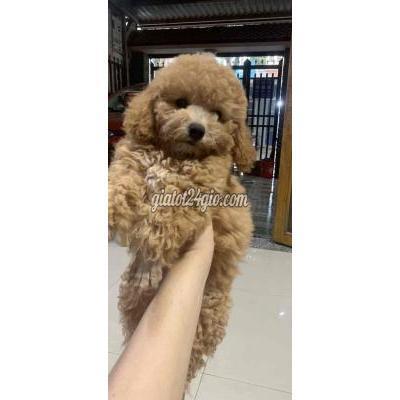 Chó Thành Phố Dĩ An - Bình Dương Bé Rất Ngoan Chịu Ăn Chích 1 Mũi Rồi Ạ Chó Thành Phố Dĩ An - Bình Dương Bé Rất Ngoan Chịu Ăn Chích 1 Mũi Rồi Ạ