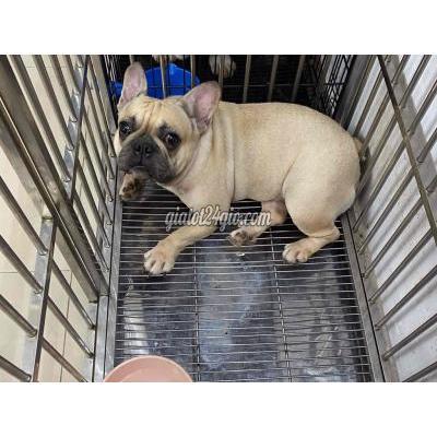Chó Thành Phố Thủ Dầu Một - Bình Dương Chó Bull Pháp Cái Sinh 1 Lứa, Màu Kem.1,5 Tuổi Chó Thành Phố Thủ Dầu Một - Bình Dương Chó Bull Pháp Cái Sinh 1 Lứa, Màu Kem.1,5 Tuổi