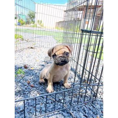 Chó Thành Phố Dĩ An - Bình Dương Pug Cái Chó Thành Phố Dĩ An - Bình Dương Pug Cái