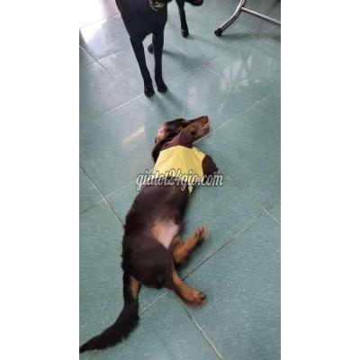 Chó Thành Phố Thủ Dầu Một - Bình Dương Bán Giống Lạp Xưởng