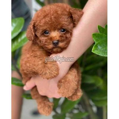 Chó Quận Bình Thuỷ - Cần Thơ Poodle Xinh Đẹp