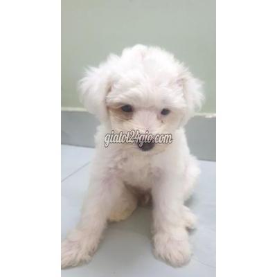 Chó Quận Ninh Kiều - Cần Thơ Chó Poodle Con 1 Tháng Tuổi Đã Tiêm Ngừa