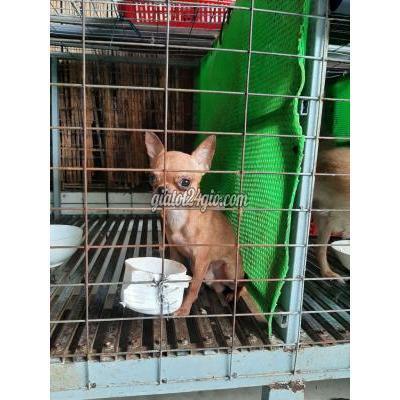 Chó Quận Cái Răng - Cần Thơ Thich Hop Lam Giong Phoi Sung ,đau Tu 3_5 Con Chó Quận Cái Răng - Cần Thơ Thich Hop Lam Giong Phoi Sung ,đau Tu 3_5 Con