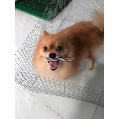 Chó Quận Liên Chiểu - Đà Nẵng Chó Phốc Sóc Cái Giống Chó Quận Liên Chiểu - Đà Nẵng Chó Phốc Sóc Cái Giống