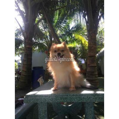 Chó Quận Liên Chiểu - Đà Nẵng Phốc Sốc Trưởng Thành, Ngoan Hiền, Thích Người