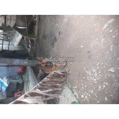 Chó Quận Hải Châu - Đà Nẵng Becgie Thuần