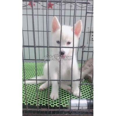 Chó Quận Thanh Khê - Đà Nẵng Husky Ngọc Trinh Và Long Dài Chó Tại Nhà