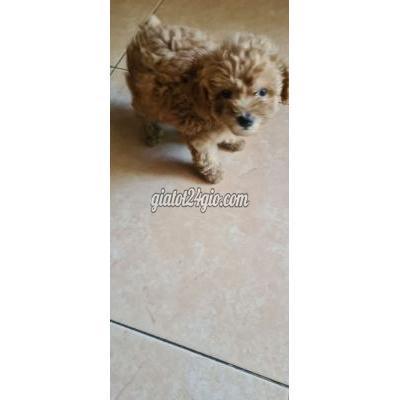 Chó Quận Sơn Trà - Đà Nẵng Bán Chó Poodle Con Do Gia Đình Nuôi.